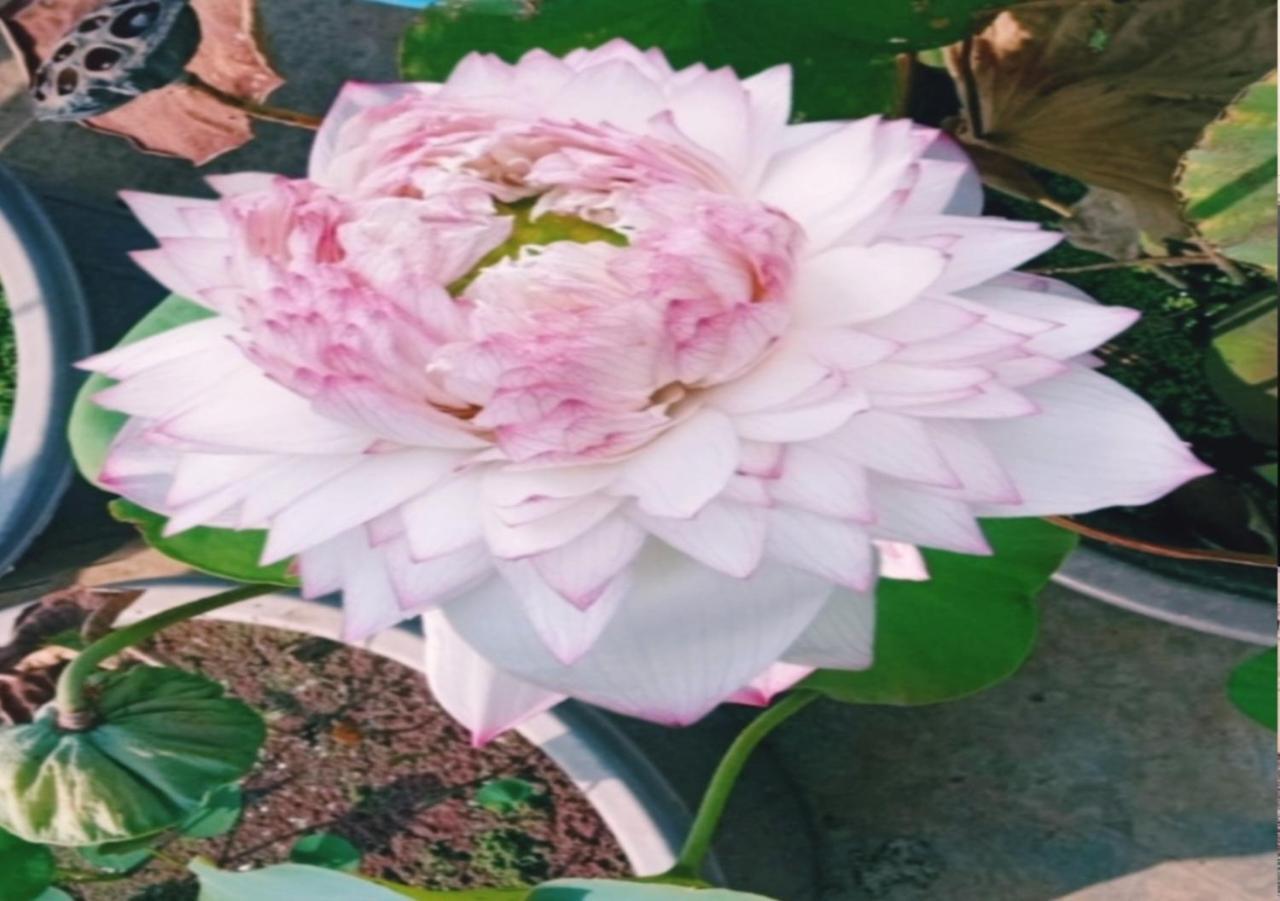 Raelyn'S Homestay Kochi Esterno foto